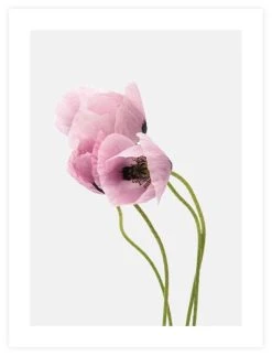 Artlink Unikot Juliste 30x40 Cm -Emibig Store 81481