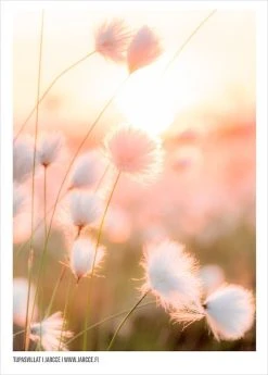 Jarcce Tupasvillat Juliste 30x40 Cm