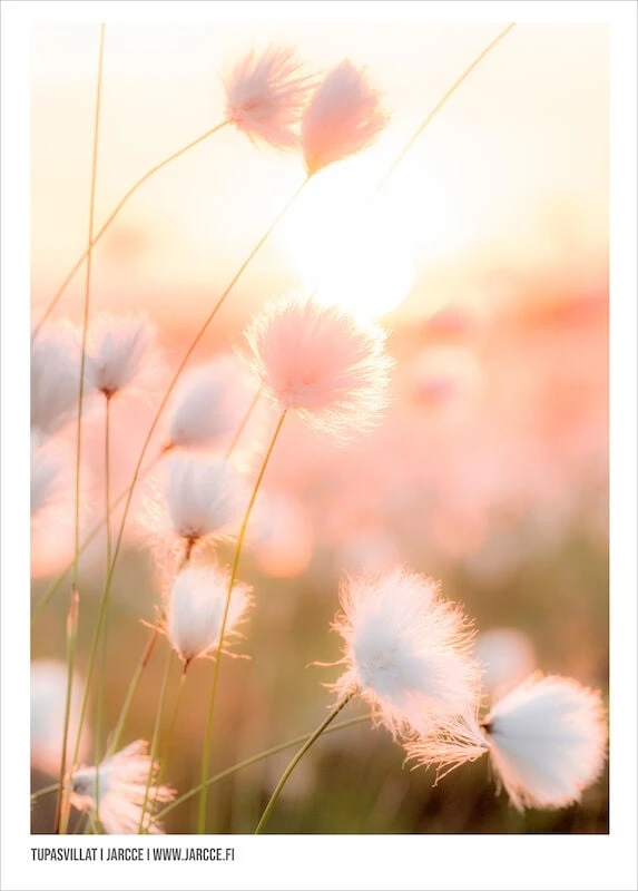 Jarcce Tupasvillat Juliste 30x40 Cm