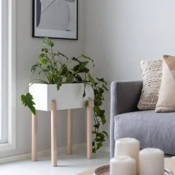 Veke Koivu Kukkateline Koivu LuonnonvÀri