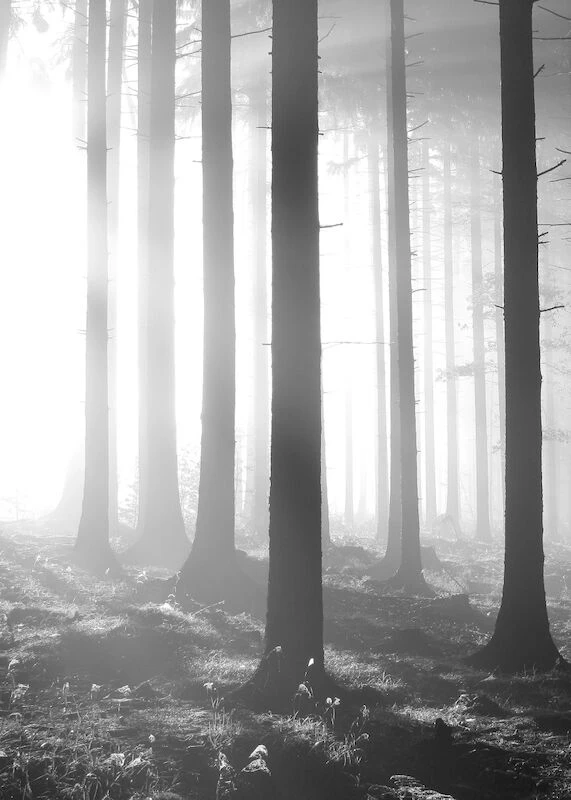 Artlink Sumuinen Aamu Juliste 50x70 Cm - Image 6